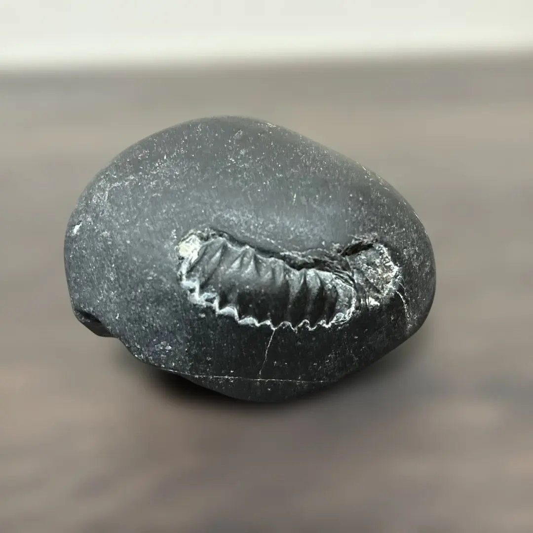 m82294289746_1.jpg?1763987869