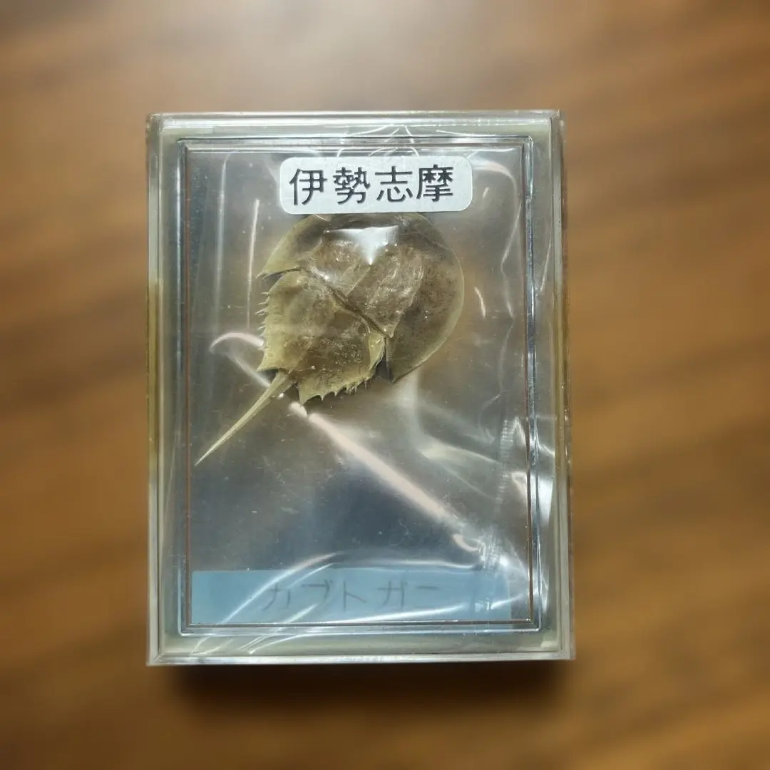 2026年最新】カブトガニ 標本の人気アイテム - メルカリ