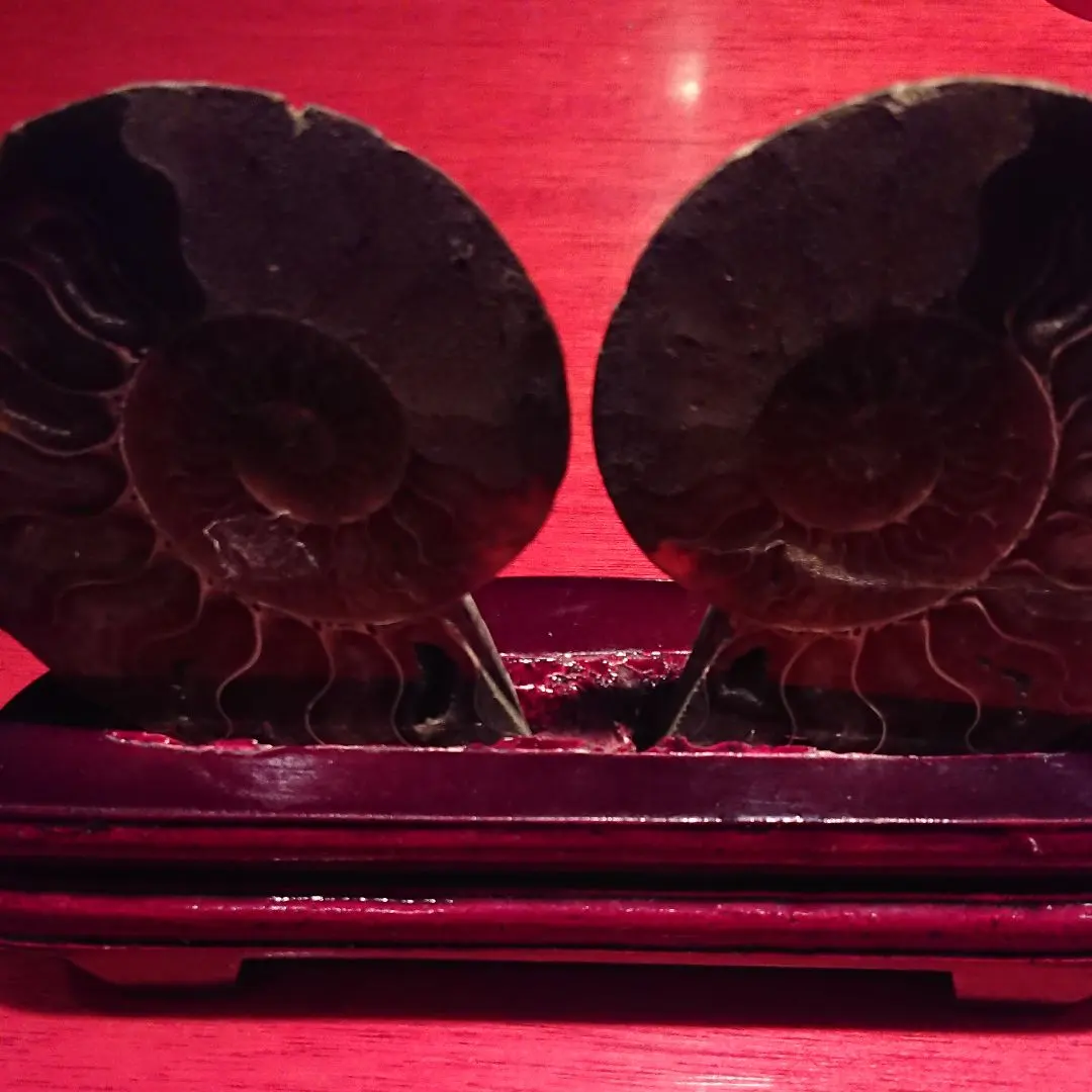 2026年最新】ネパール アンモナイトの人気アイテム - メルカリ