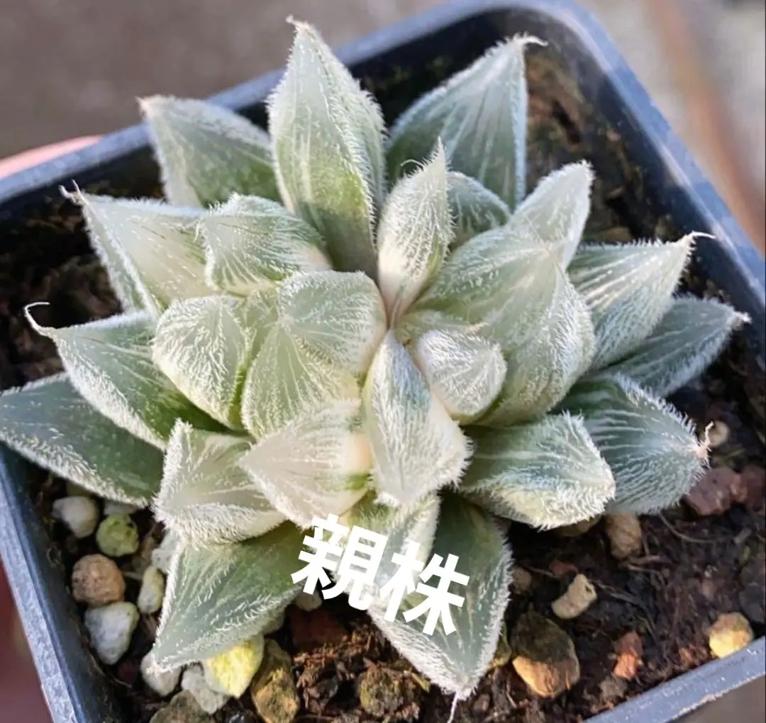 2026年最新】白狐伝 ハオルチアの人気アイテム - メルカリ