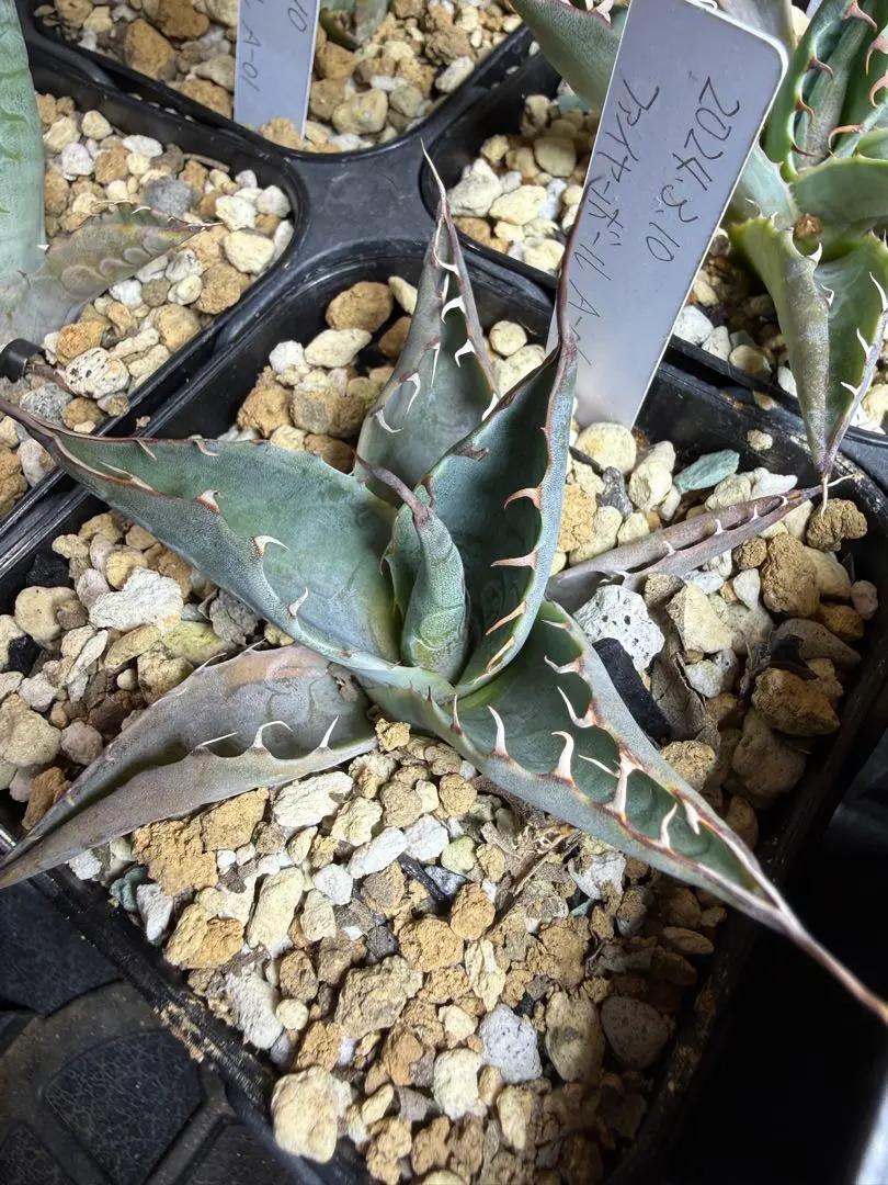 2026年最新】パラサナ ファイヤーボールの人気アイテム - メルカリ