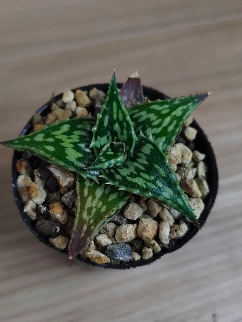 2026年最新】ヘミンギーの人気アイテム - メルカリ