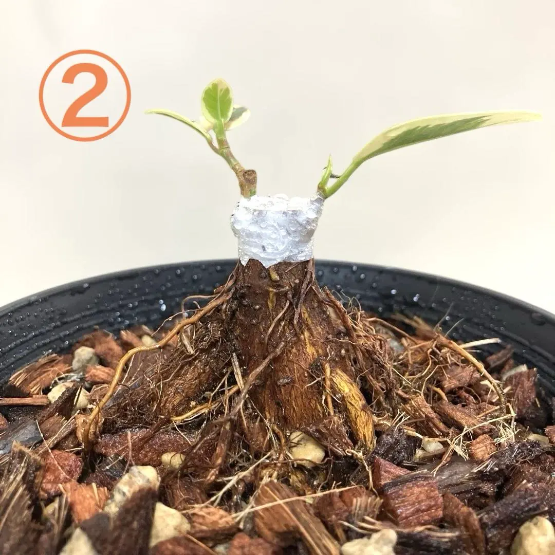 2026年最新】パンダガジュマル斑入りの人気アイテム - メルカリ