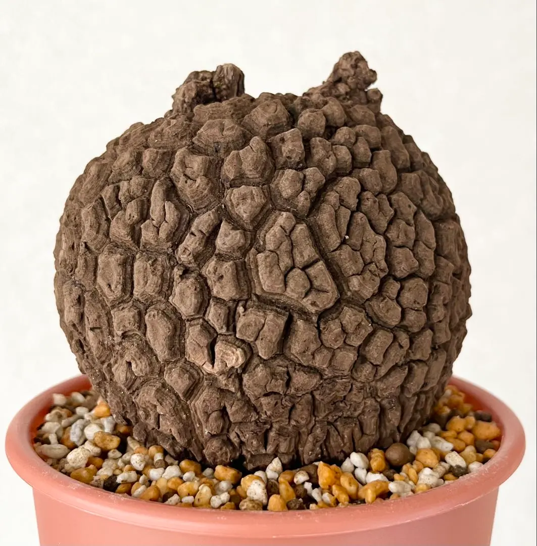 2026年最新】ステファニア スベローサの人気アイテム - メルカリ