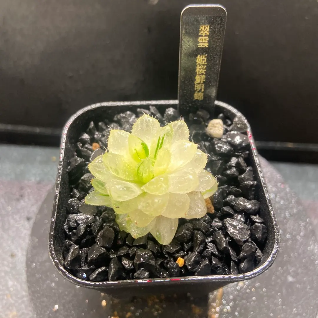 2026年最新】翠雲 ハオルチアの人気アイテム - メルカリ