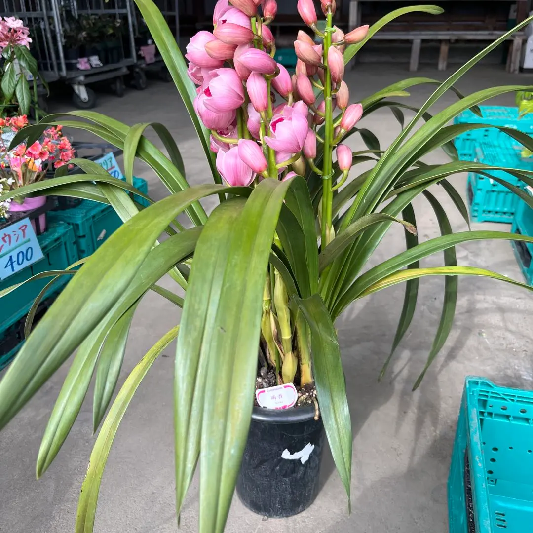 2026年最新】シンビジューム萌香の人気アイテム - メルカリ