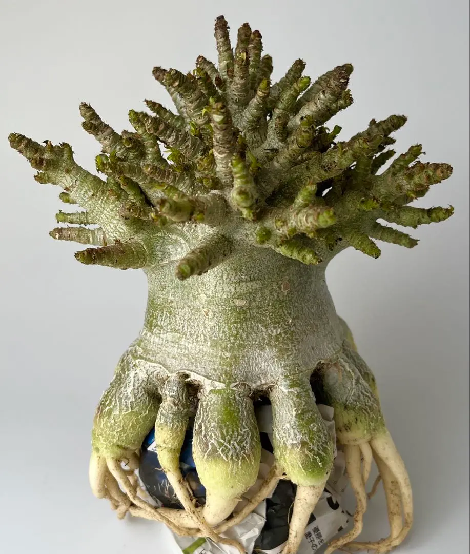 2026年最新】タコ足 アデニウムの人気アイテム - メルカリ