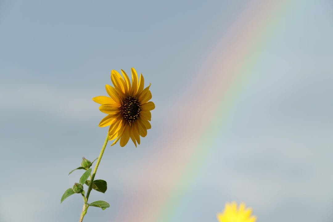 OKO専用 Kenko（ケンコー） ZXII プロテクター｜ｾﾞｸﾛｽIIﾌﾟﾛﾃｸﾀ-72mm｜[通販