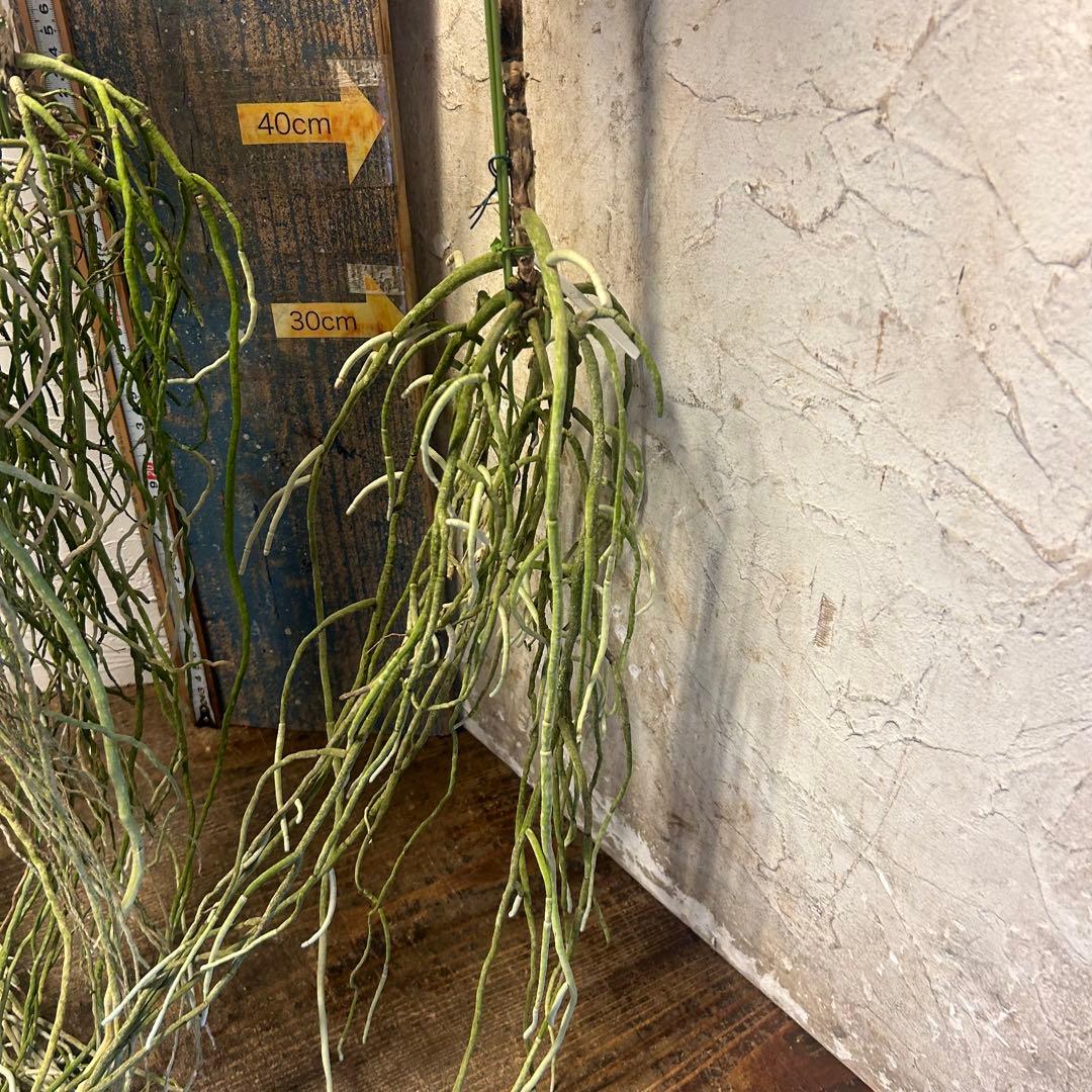 洋蘭 バンダ 4種4株 ハンギング - メルカリ