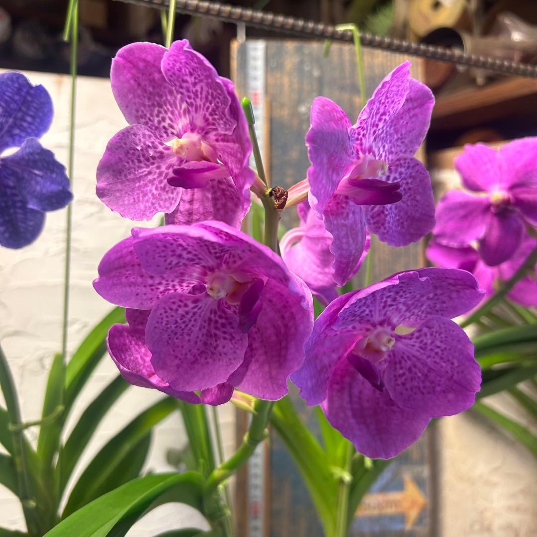 洋蘭 バンダ 4種4株 ハンギング - メルカリ