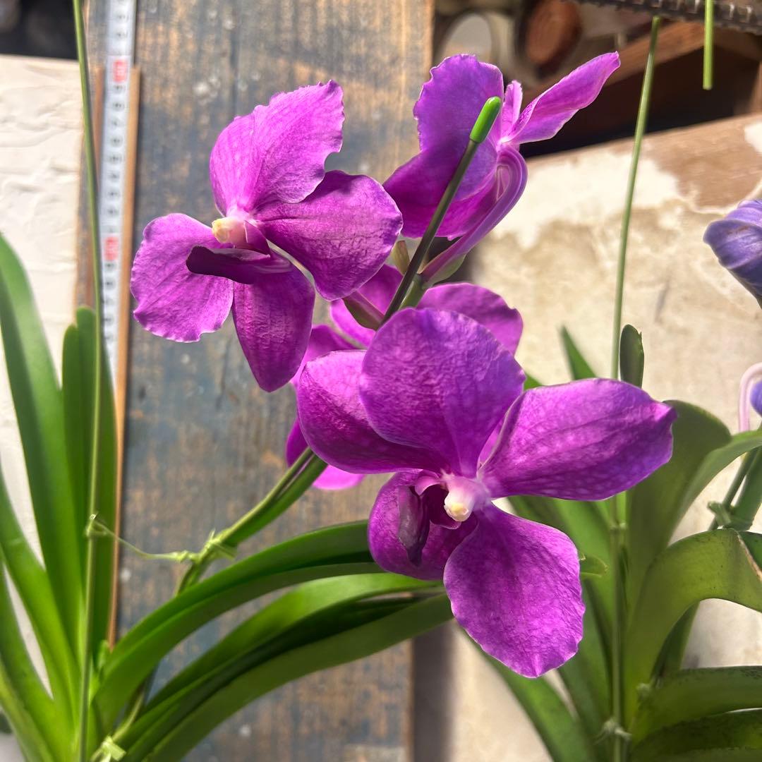 洋蘭 バンダ 4種4株 ハンギング - メルカリ