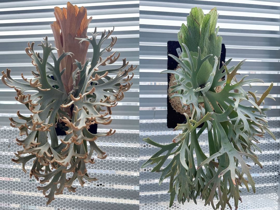 willinckii Jenny #1 & OMG胞子 セット ビカクシダ