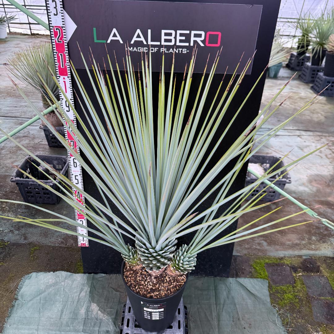 AL1122】ユッカ リギダ 超希少トリプルヘッド