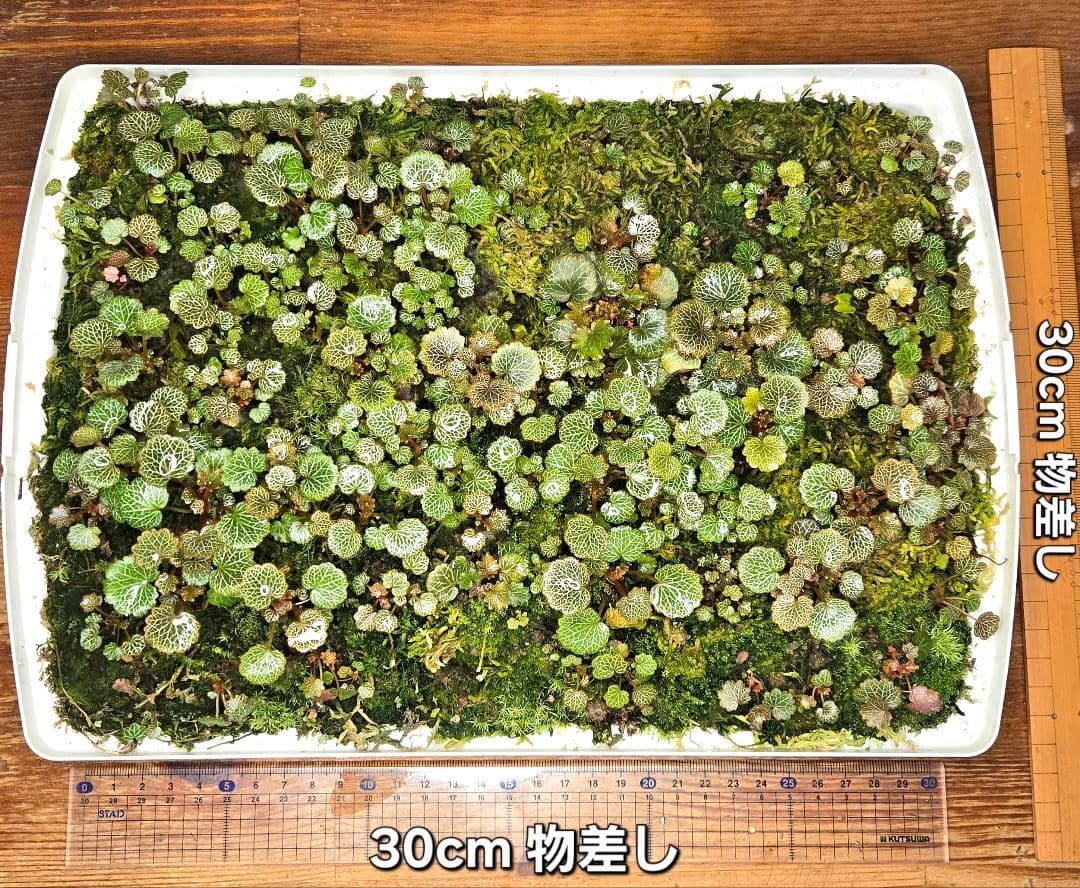 参考出品用・超豪華種親特盛✨️八房姫ユキノシタ✨️