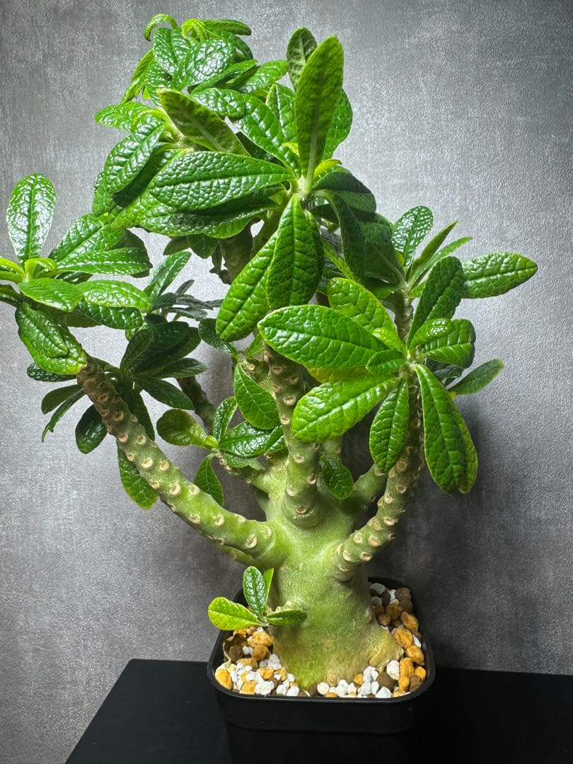 ドロステニア ギガス レア種 極美株