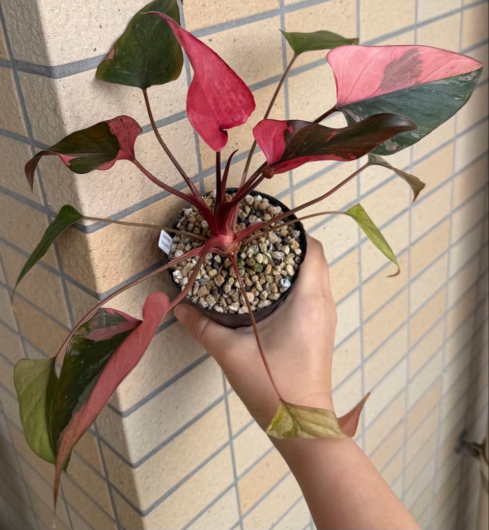 希少 ホマロメナ ピンクダイヤモンド 大型美株 鉢ごとメルカリ便②