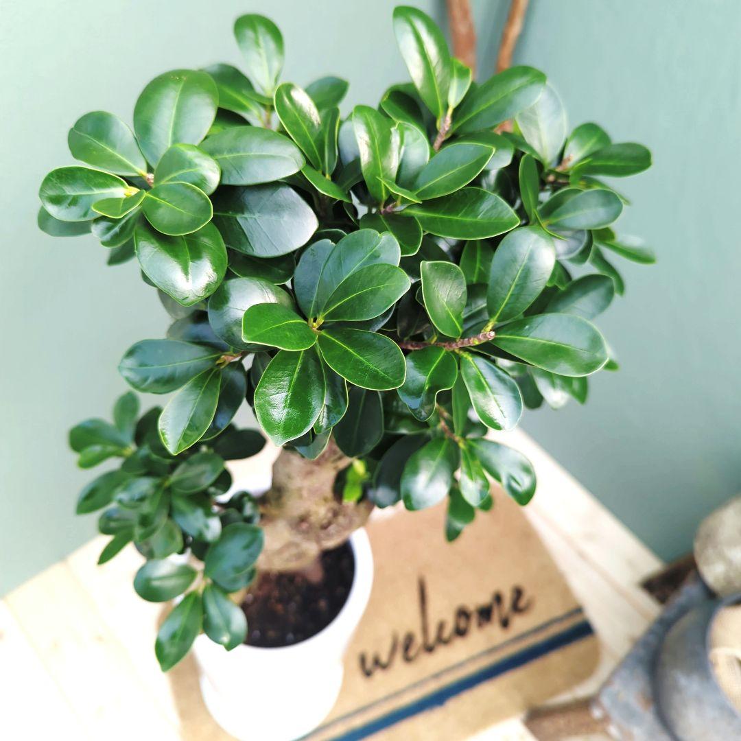 ガジュマル 【現品】昇り龍 曲がり 曲線 7号ロング 陶器 - メルカリ