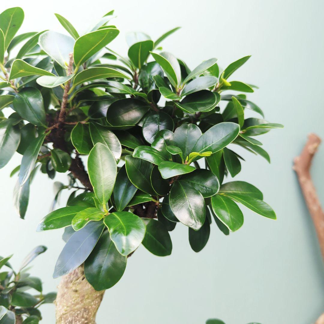 ガジュマル 【現品】昇り龍 曲がり 曲線 7号ロング 陶器 - メルカリ