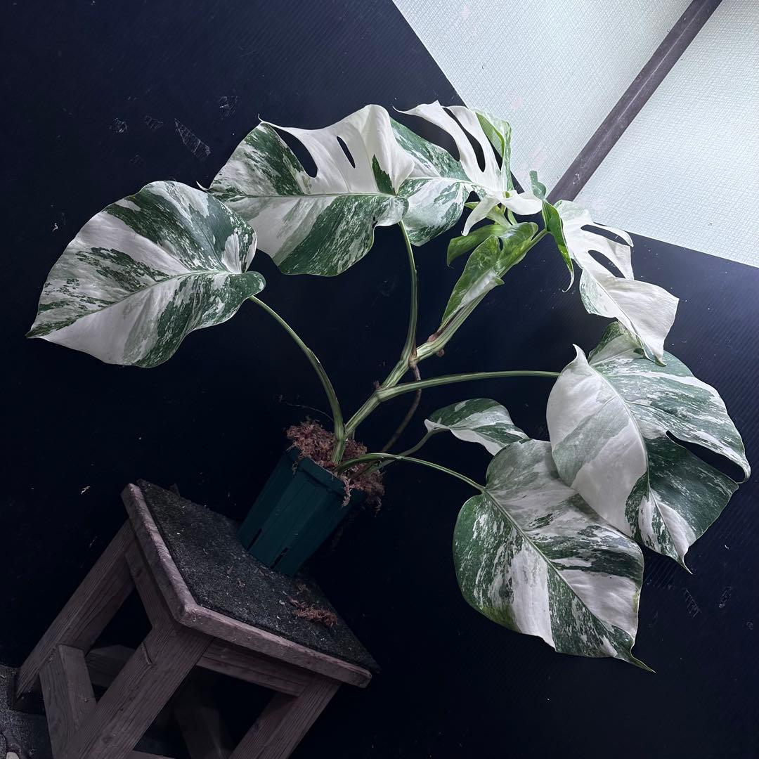 斑入りモンステラ ホワイトタイガー極美大株64cm白斑多 - メルカリ