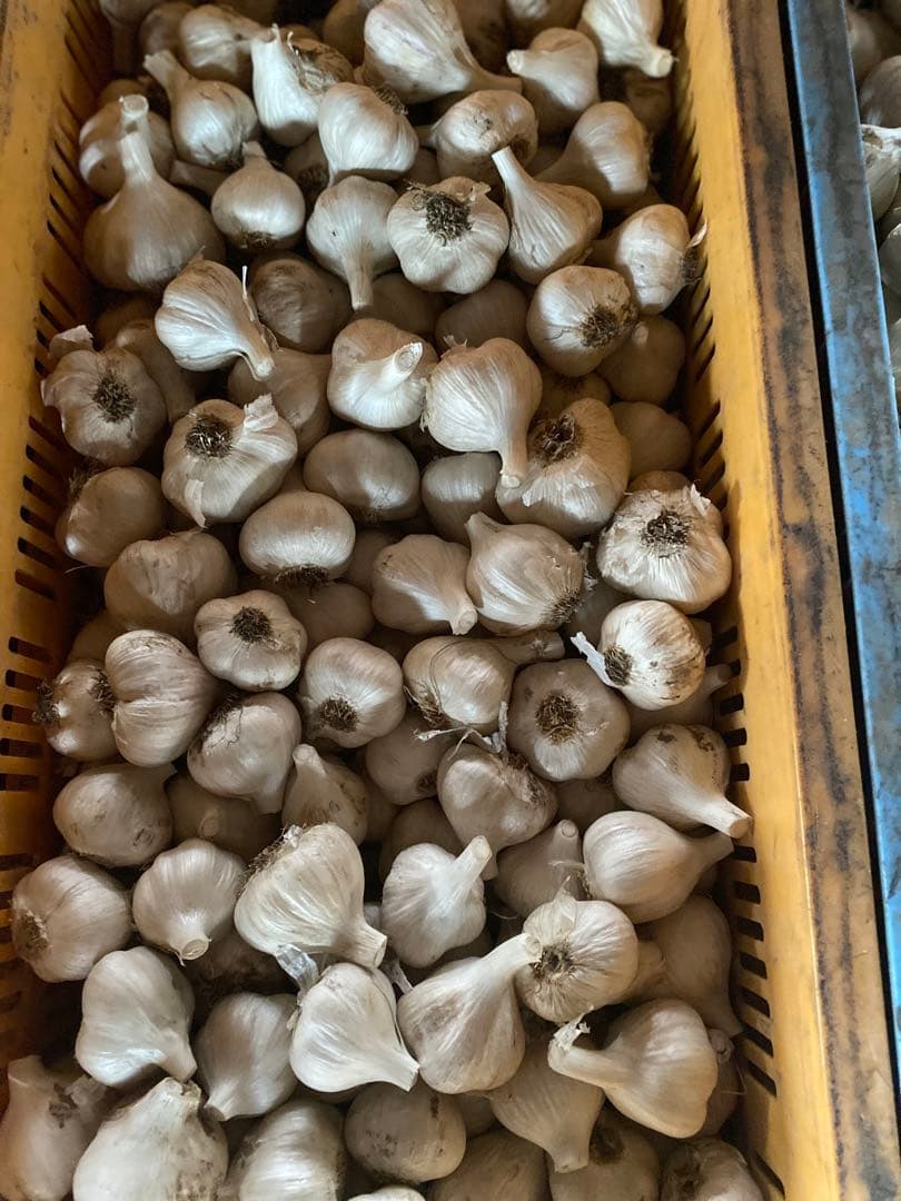 青森県産にんにく　Mサイズ 10キロ 青森県産にんにく M 10キロ 【公式通販】