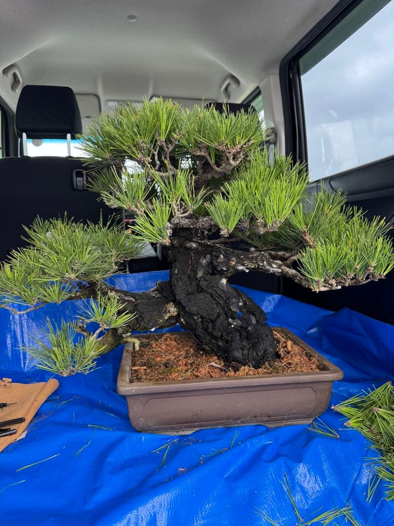 ハ*ル様 超貴重 樹齢150年 岩石性黒松 大型盆栽！ - メルカリ