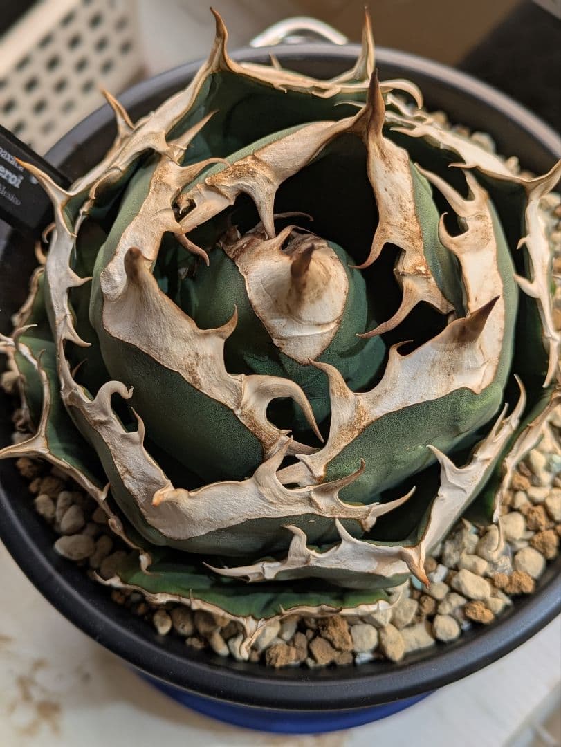 元*様 アガベ オアハカ現地球 子株 コヨーテ産