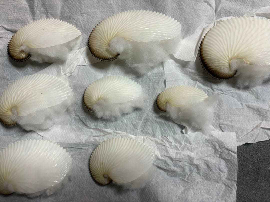 アオイガイ　8個セット アオイガイ(国産）【約12～15cm/1個】 - Not for overseas sale - 貝殻