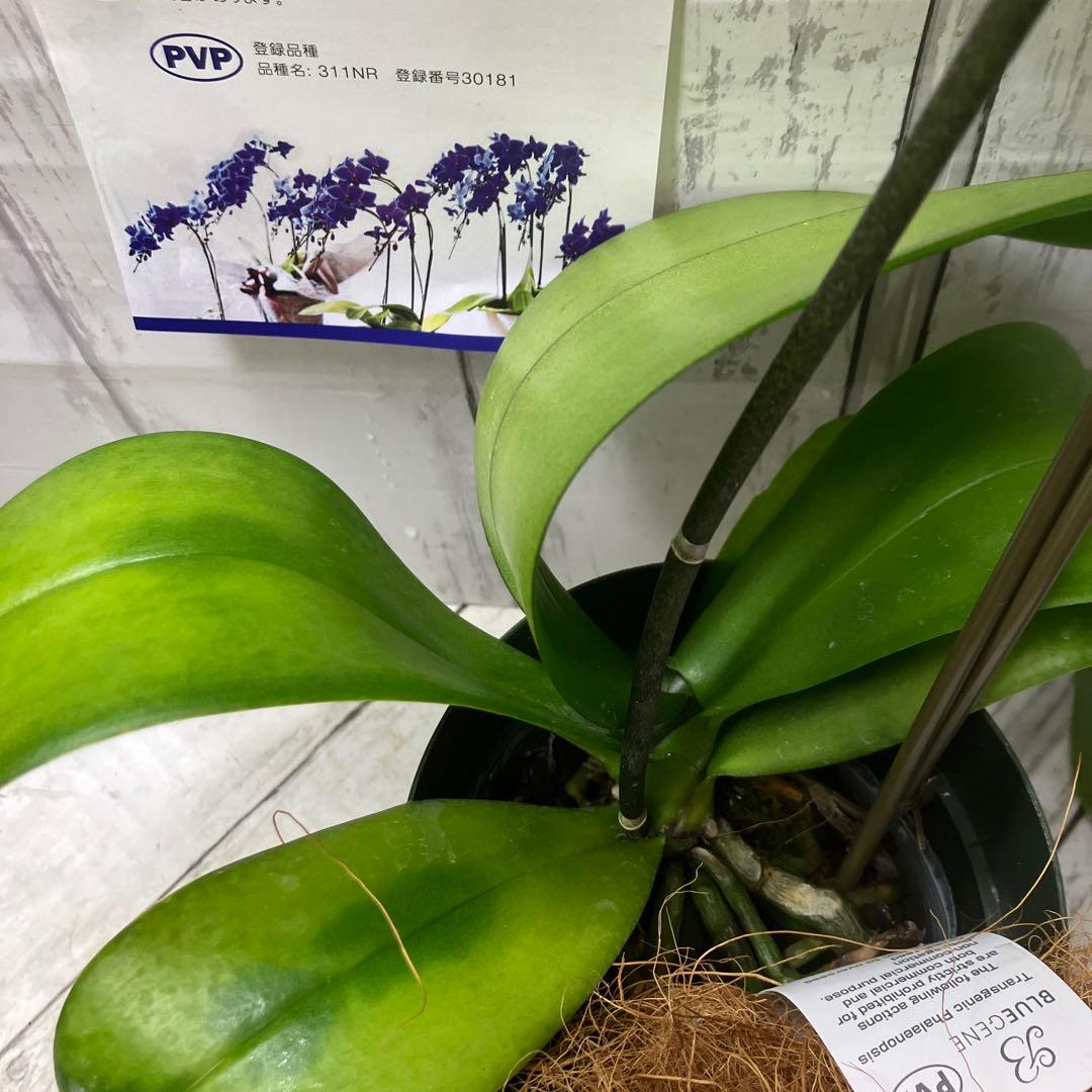 ⑨正規品 希少品種 胡蝶蘭 コチョウラン ファレノプシス ブルージーン