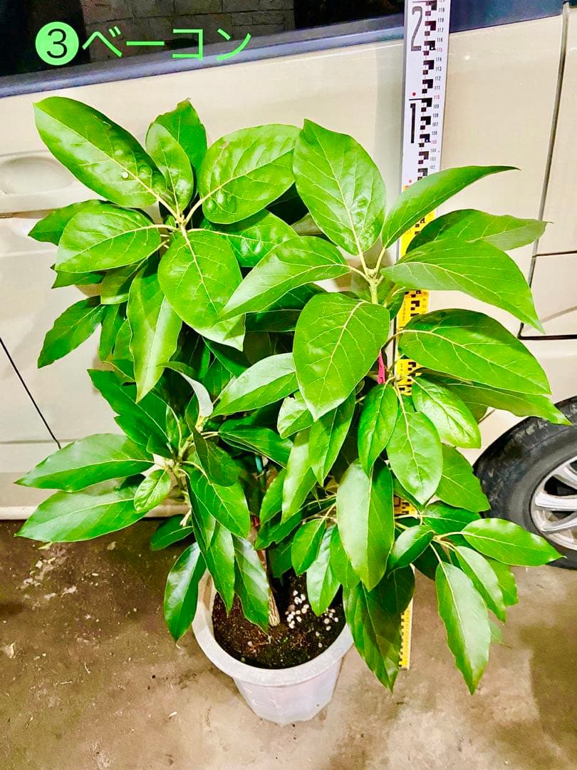 アボカド苗木 Bタイプ ➂ベーコン接木