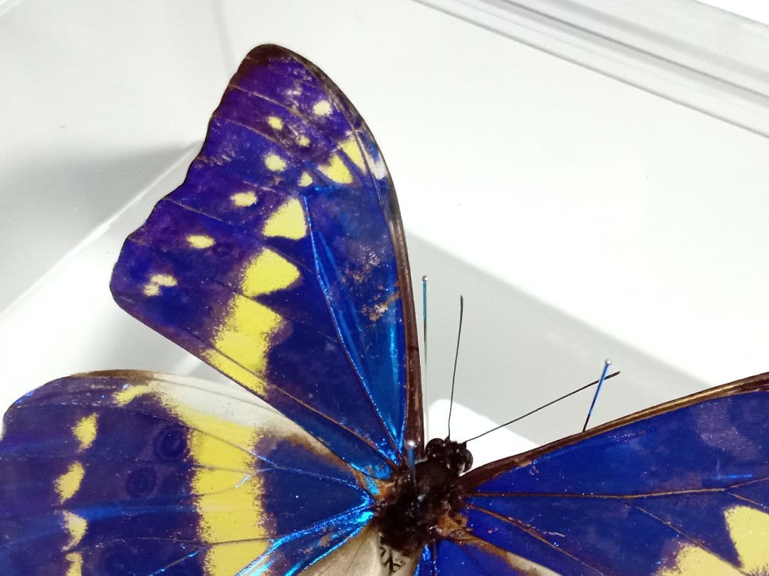 蝶標本 キプリスモルフォ コロンビア - メルカリ