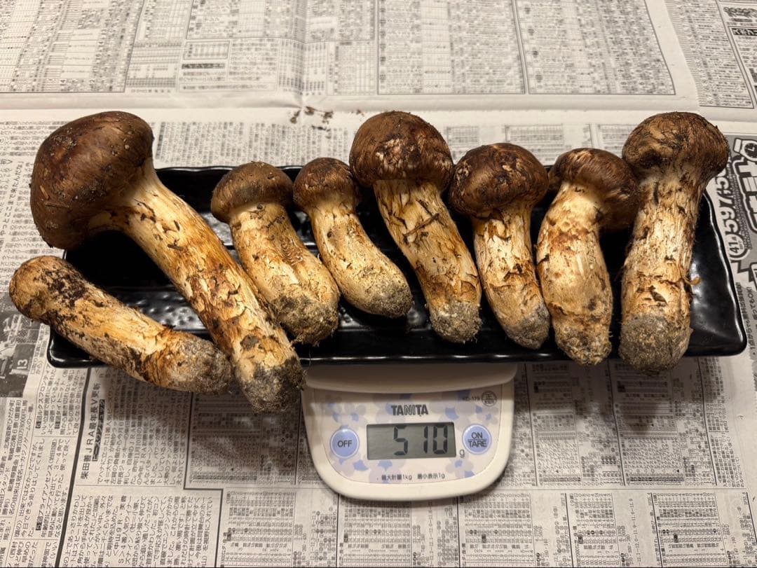 松茸 北海道 500g 国産 ①