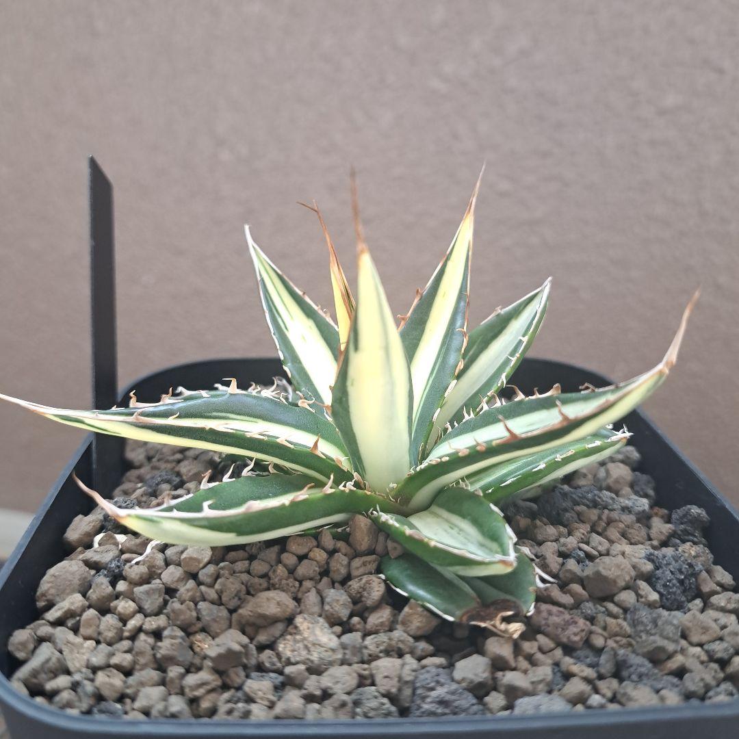 希少 アガベ ホリダ 白中斑 - メルカリ