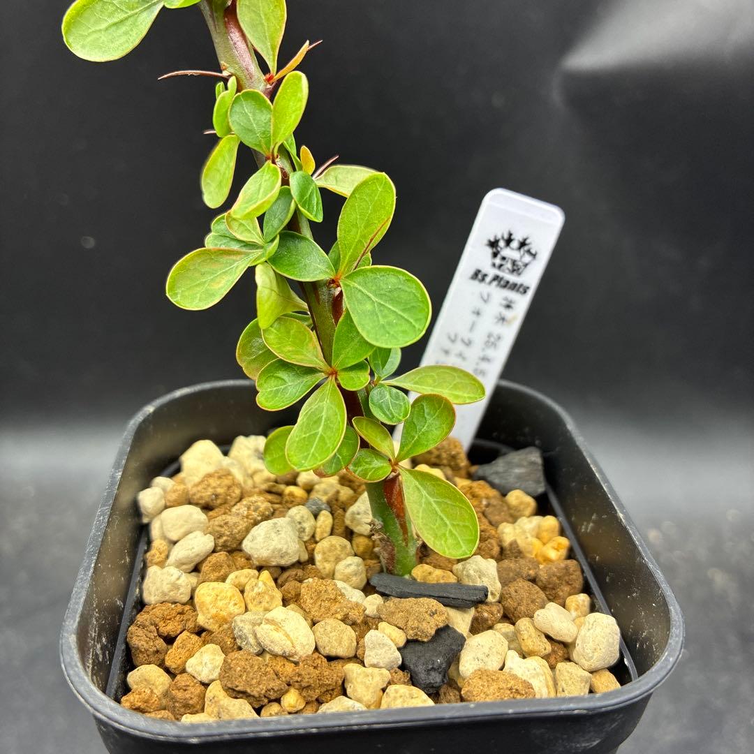 フォークイエリア ファシクラータ 挿し木 発根済み - メルカリ