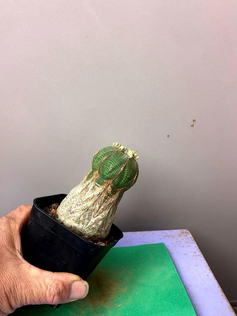 《3号YR》ユーフォルビア　オールド　オベサ　性別不明