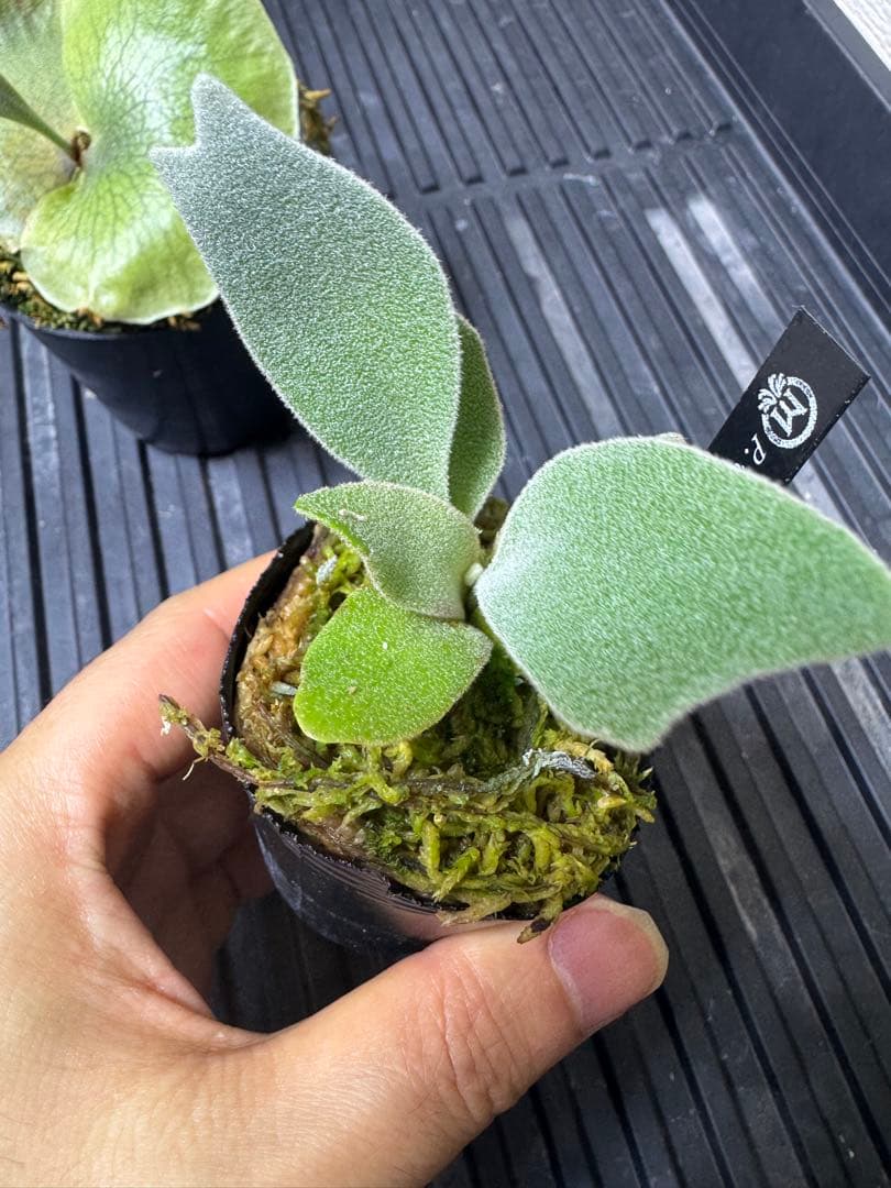 CK pavilion pup 2種 ビカクシダ