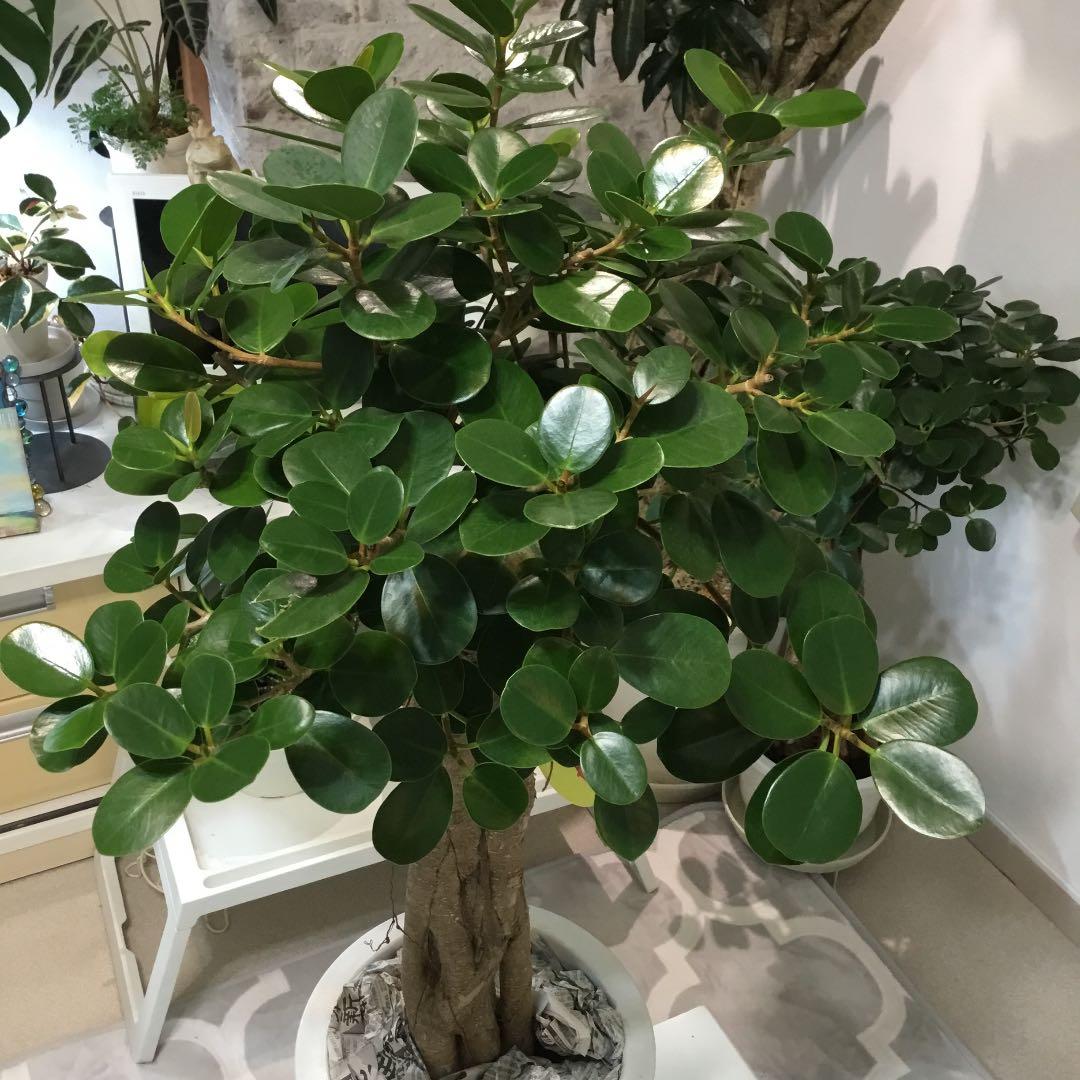 パンダガジュマル - メルカリ