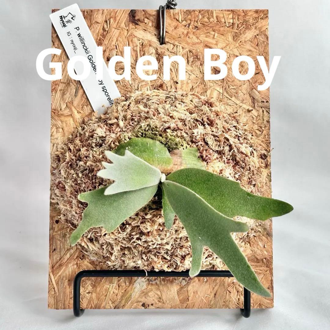 P. wilinckii Golden Boy spore【48】 - メルカリ