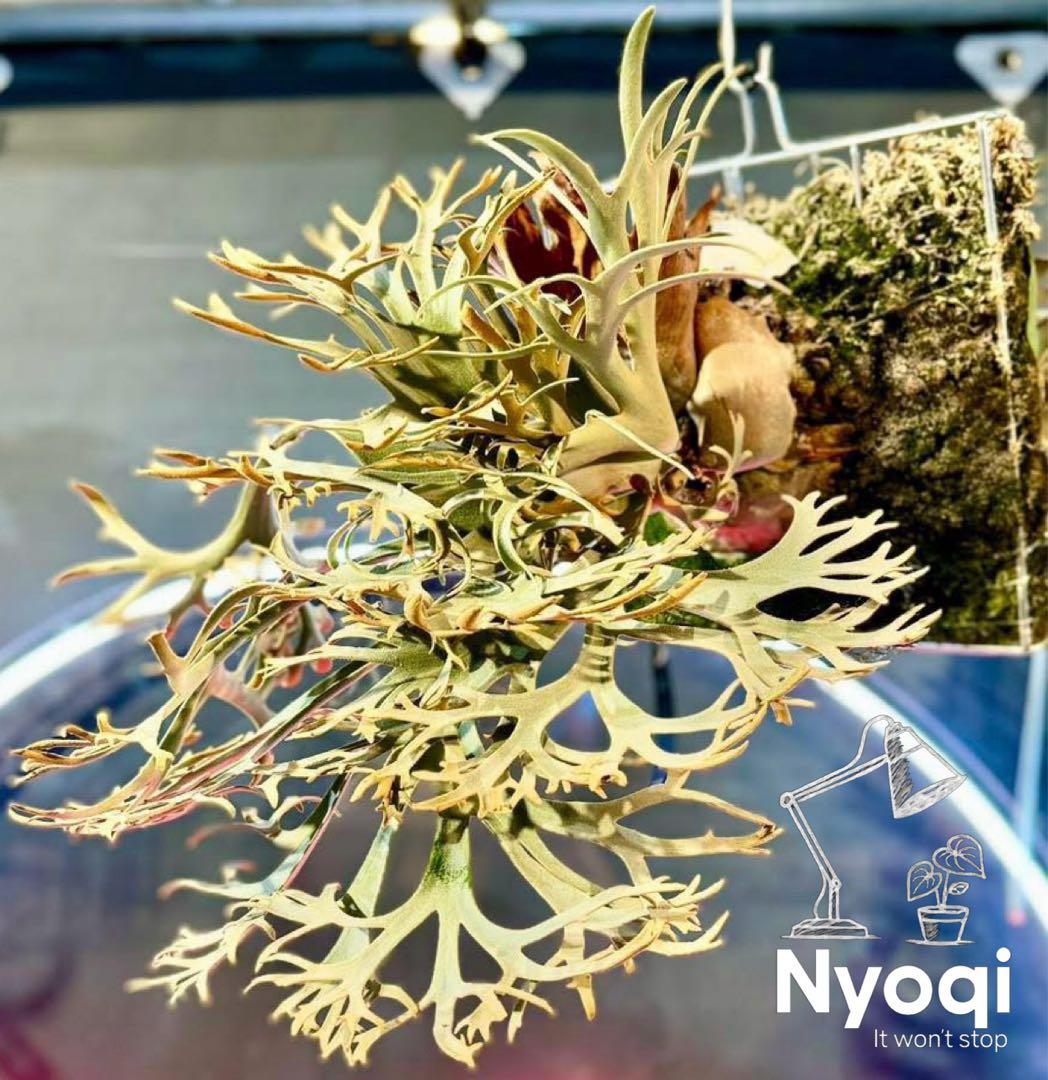 P. wilinckii Golden Boy spore【48】 - メルカリ