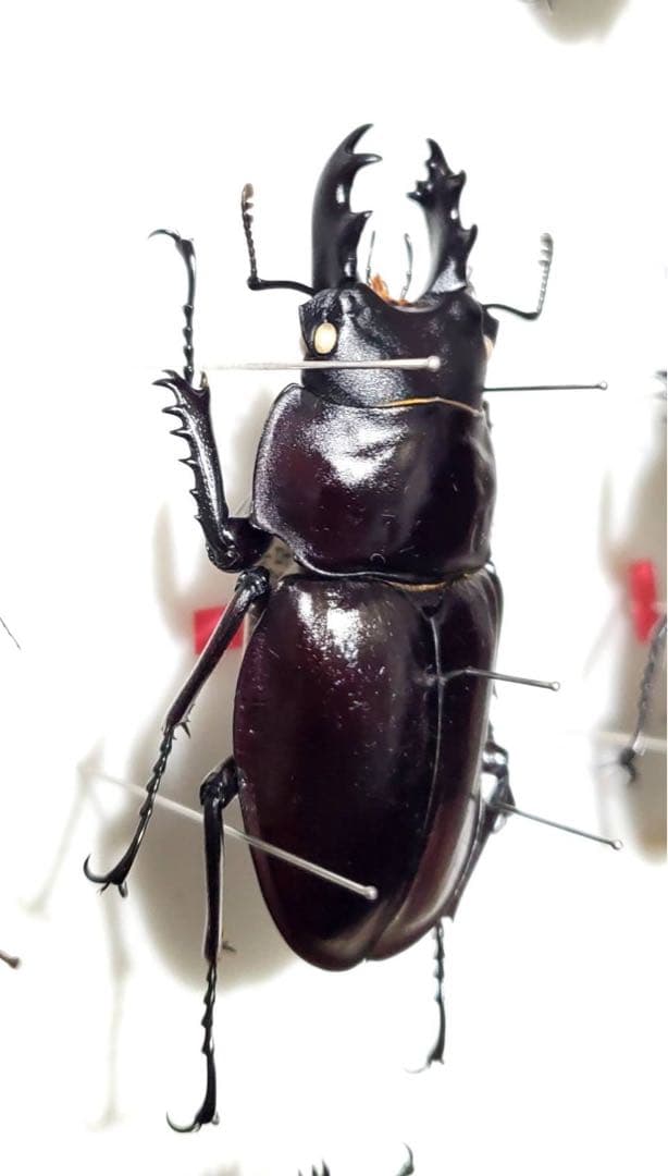 ヤエヤママルバネ 野外品 約60ミリ 西表島産の通販はau PAY マーケット