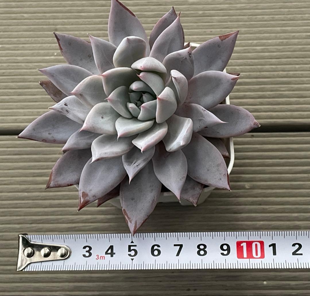 ブルーバニラ 札付き ミックスベリア 大きめ株 多肉植物 - メルカリ