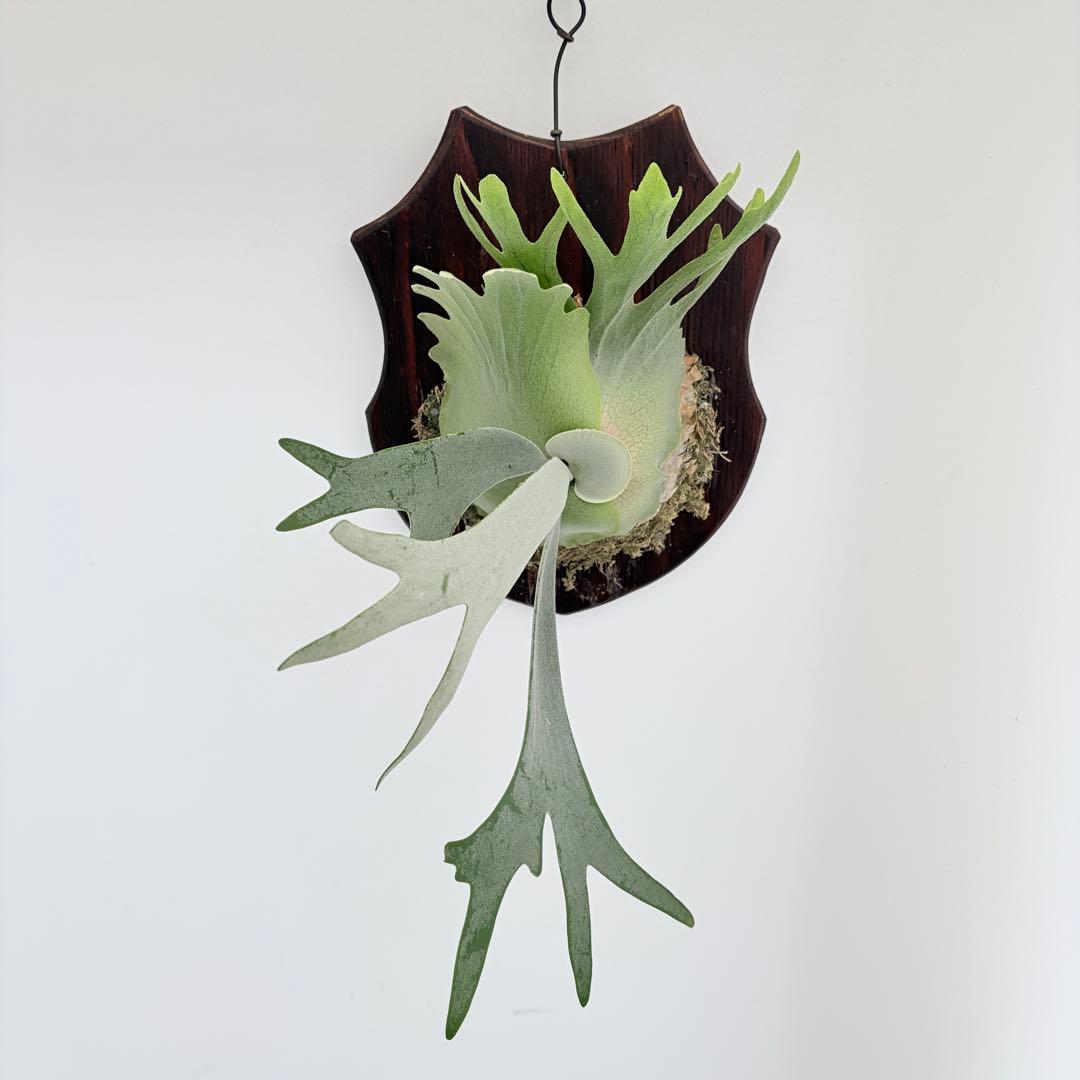 板付 観葉植物 超美株の子株です♫〖ビカクシダ・ウィリンキー