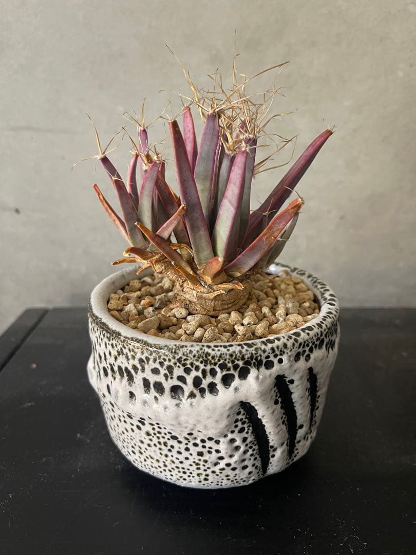 晃山/BOTANIZEボタナイズBOTAlava “黒爪痕” BlackClow botanize.jp