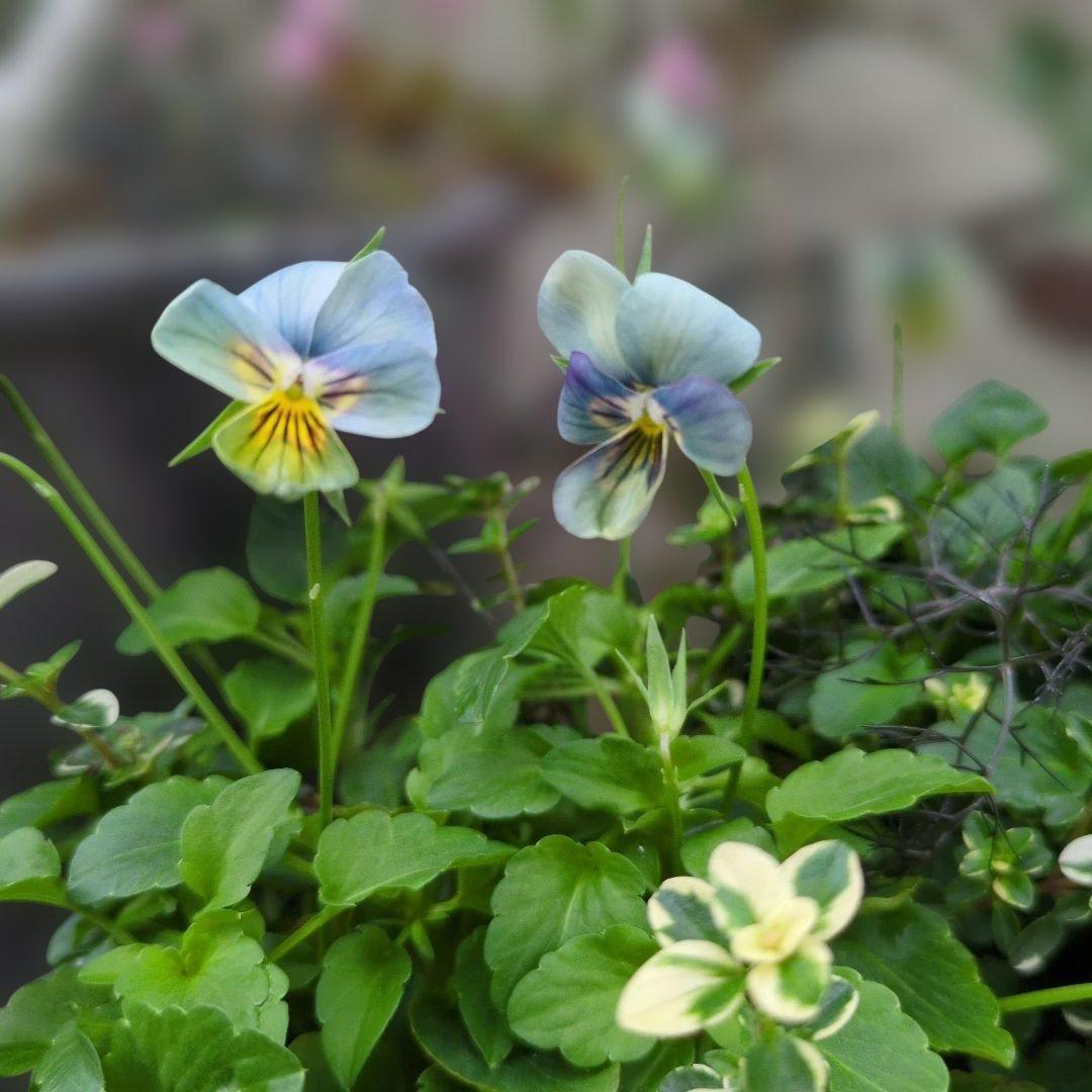 すみれ図鑑 ❤️ 寄植え - メルカリ