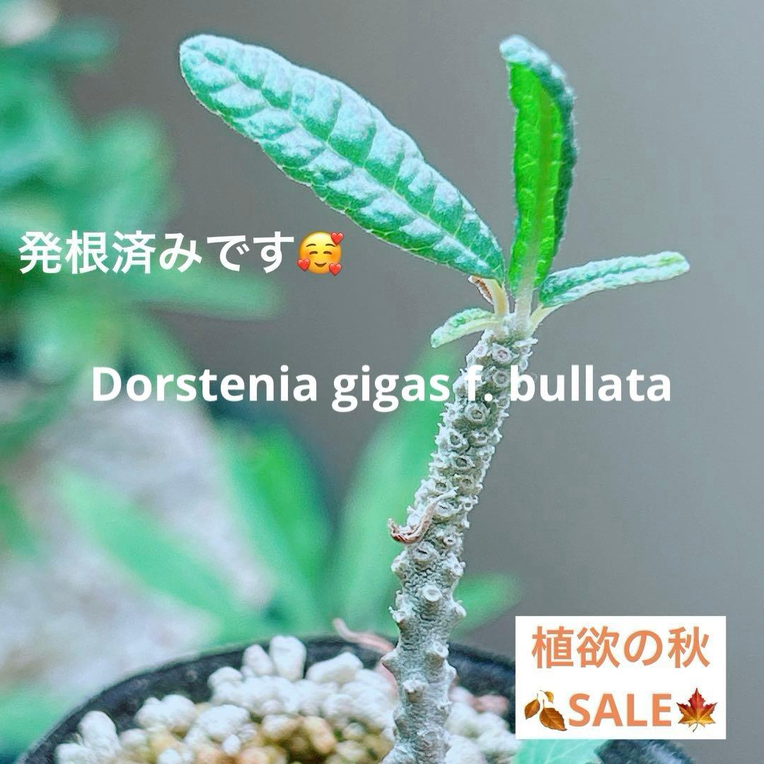 早い者勝ち☆発根済】 ドルステニア ギガス ブラータ 短葉 シルバー