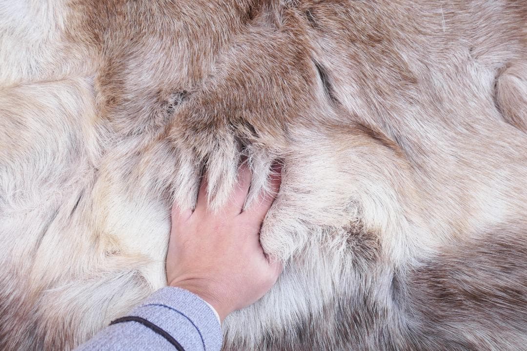 トナカイ B級品 毛皮 ラグ 敷物 キャンプ ブッシュクラフト