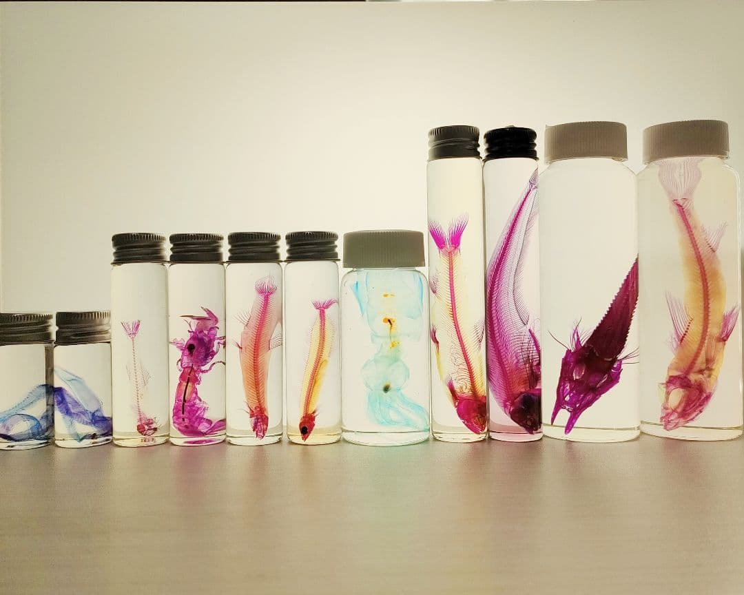 大特価☆数量限定☆透明骨格標本 11本セット レア 深海生物含む 海のヘンテコ生き物たちがズラリ！「沼津港深海水族館」vol.2 | SPICE