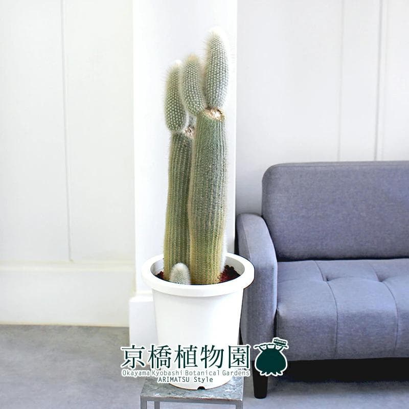 おがわ@読書に挑戦様専用】【現品】サボテン吹雪柱（フブキチュウ）8号