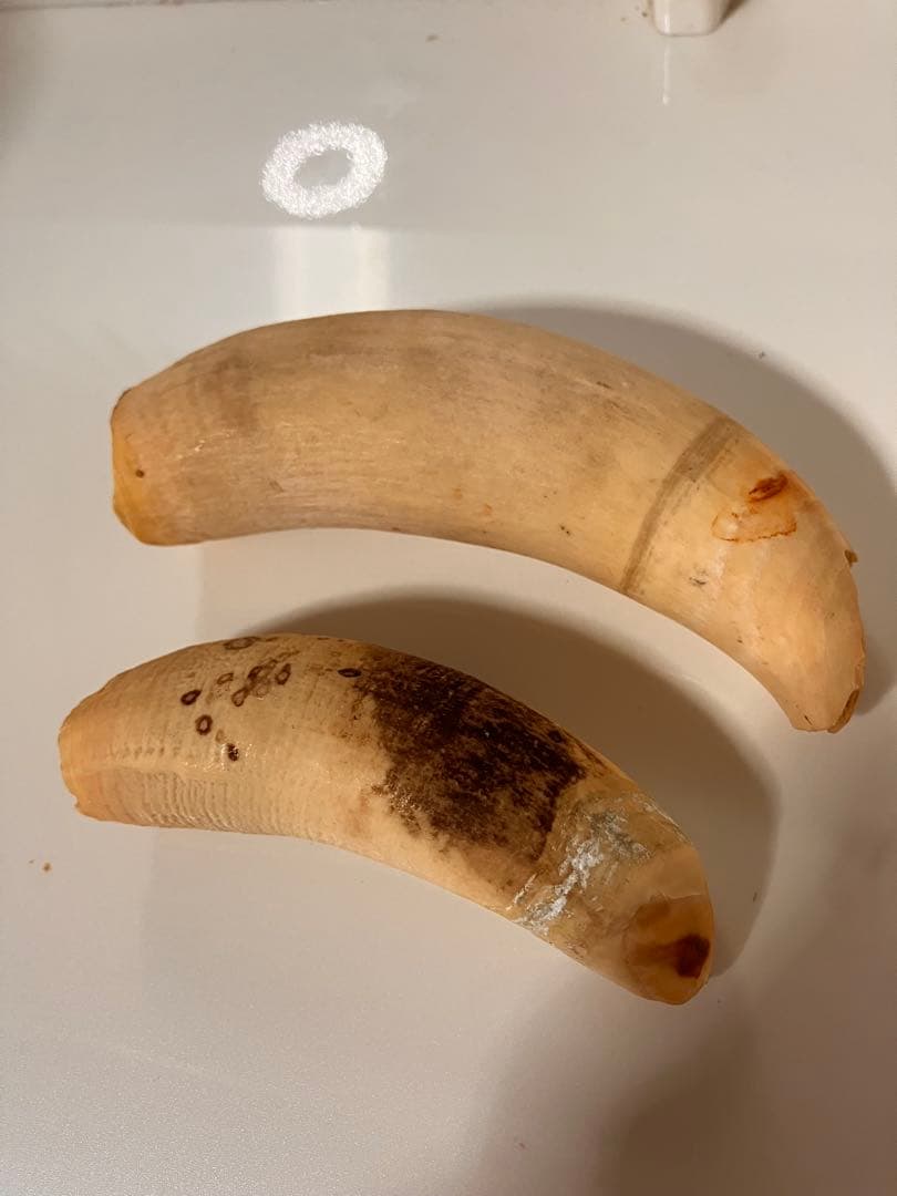 マッコウクジラ　歯　318g マッコウクジラ歯テール | Kz'bone