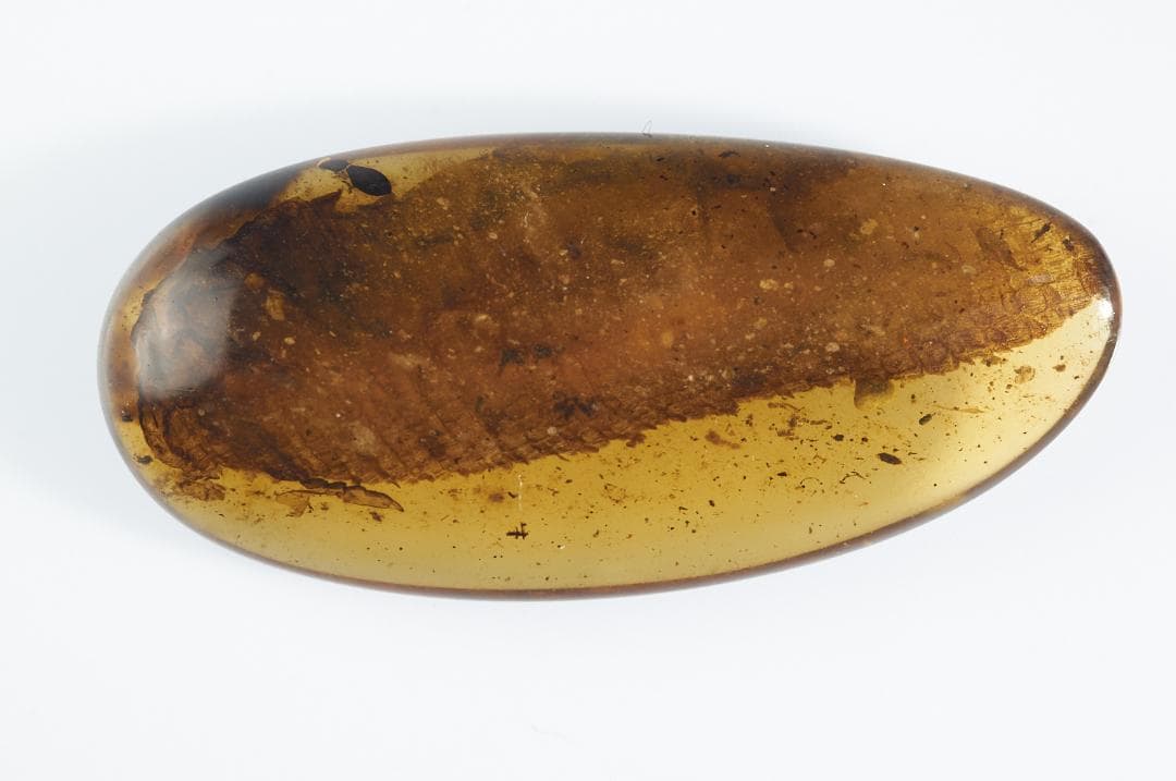 レア極上品 PA114虫入り琥珀化石 ミャンマーカムティかタナイ9900万年