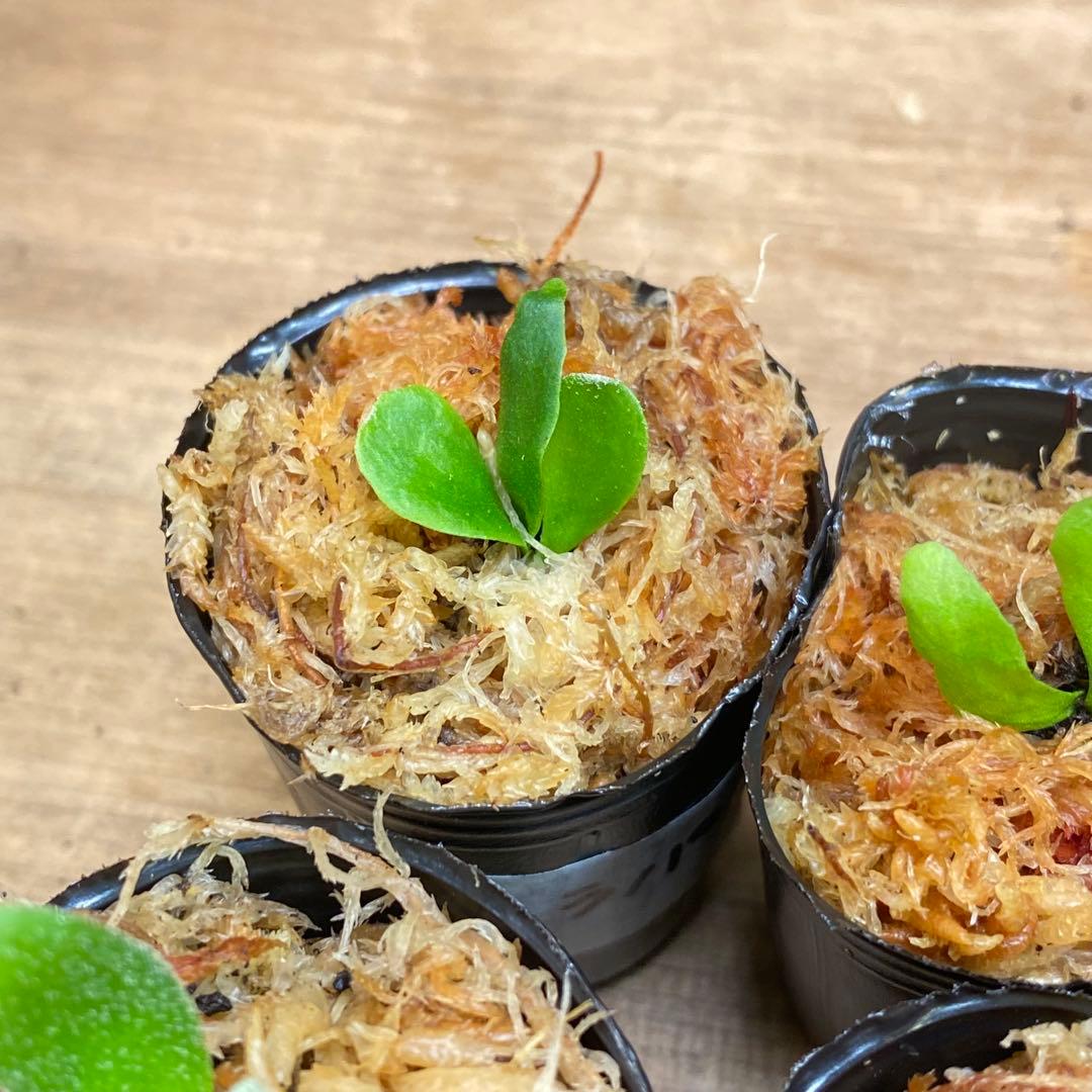 マダガスカリエンセ、Dragon Clawなどビカクシダ胞子培養お得12種